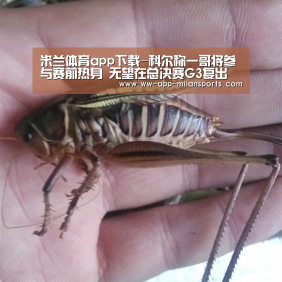 米兰体育全站app